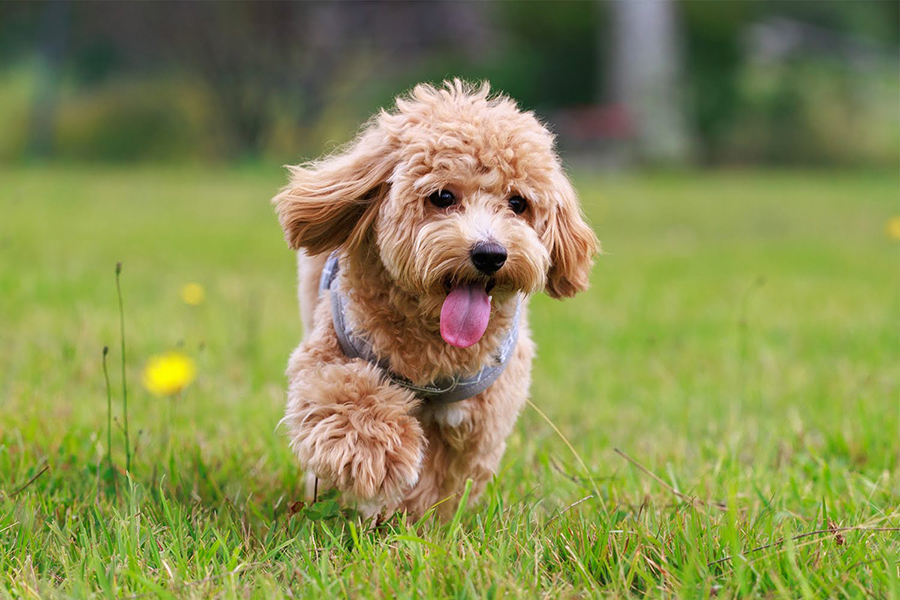 愛犬とのんびり農園ステイ